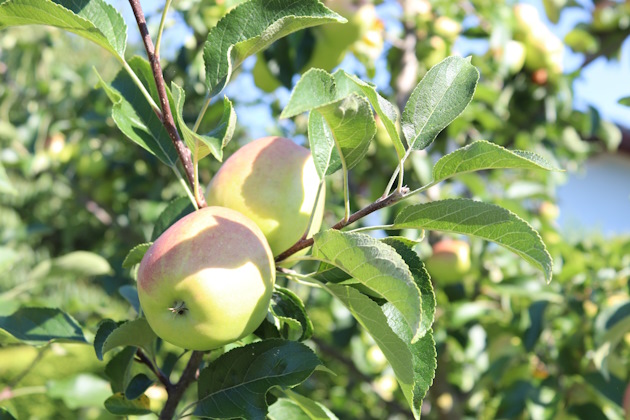 Apfel am Baum