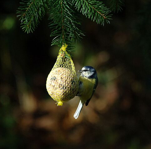 Blaumeise auf Meisenknoedel