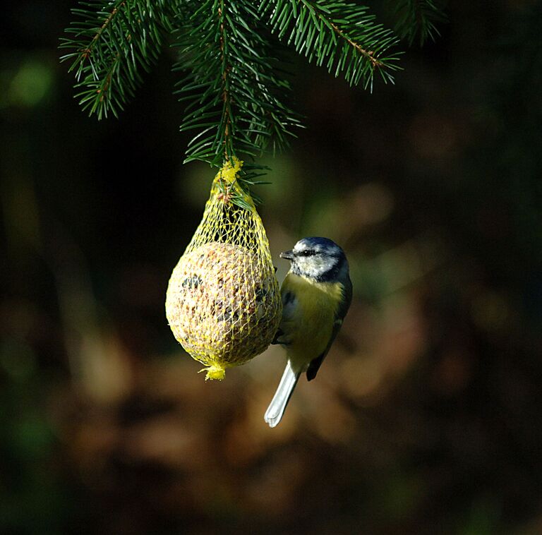 Blaumeise auf Meisenknoedel