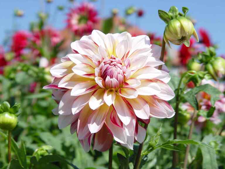 Dahlie