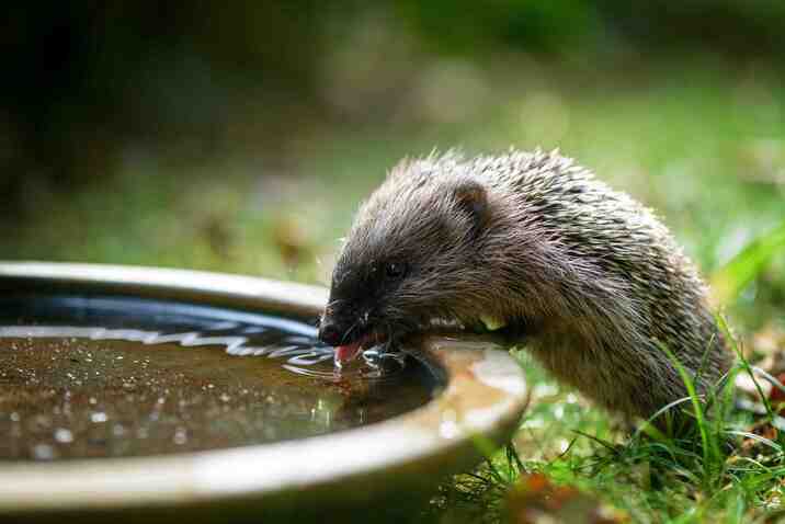 Igel trinkt aus Schale