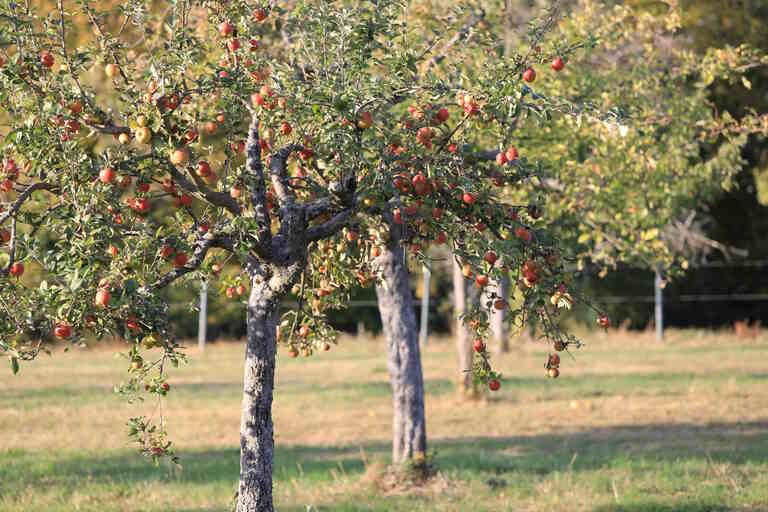 Streuobstwiese