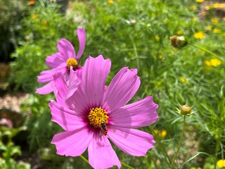 Offene Blüte